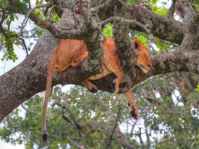 Tsavo West National Park