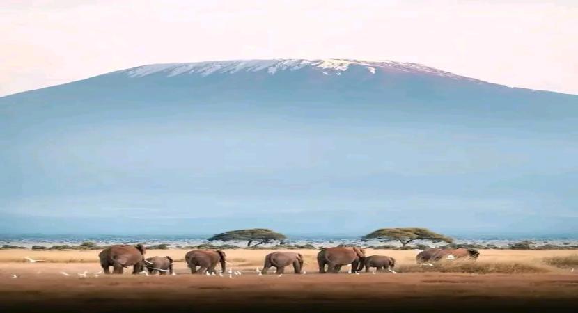 2D Amboseli Kilimanjaro Express