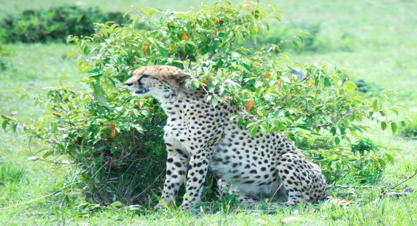 3D Masai Mara Safari From Nairobi